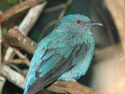 Image of fairy-bluebirds