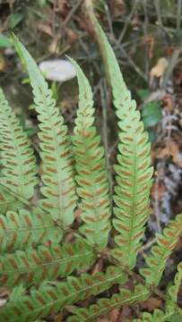 Image of Woodwardia japonica (L. fil.) Sm.