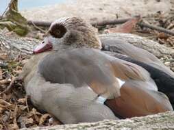 Image of Egyptian Goose