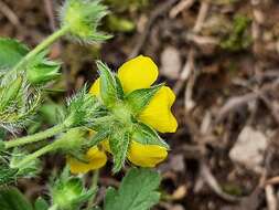 Image of Potentilla divaricata DC.