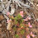 Image of Stylidium bulbiferum Benth.