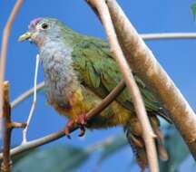 Image of Beautiful Fruit Dove