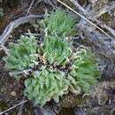 Image of Haworthia herbacea var. herbacea