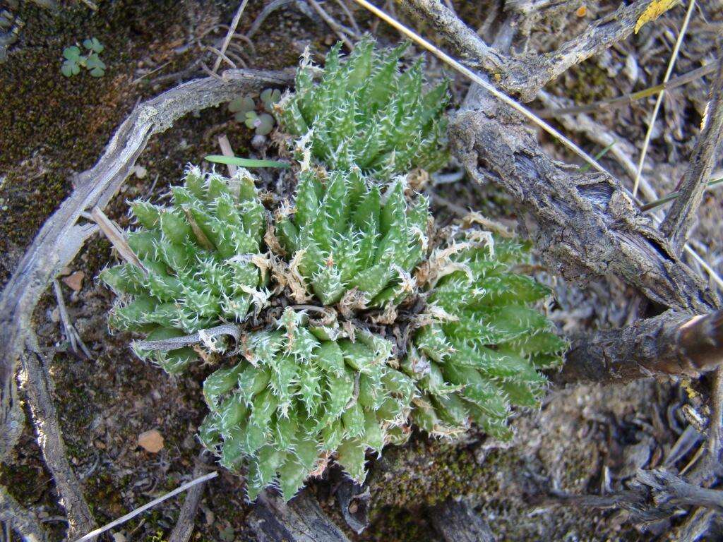 Image of Haworthia herbacea var. herbacea