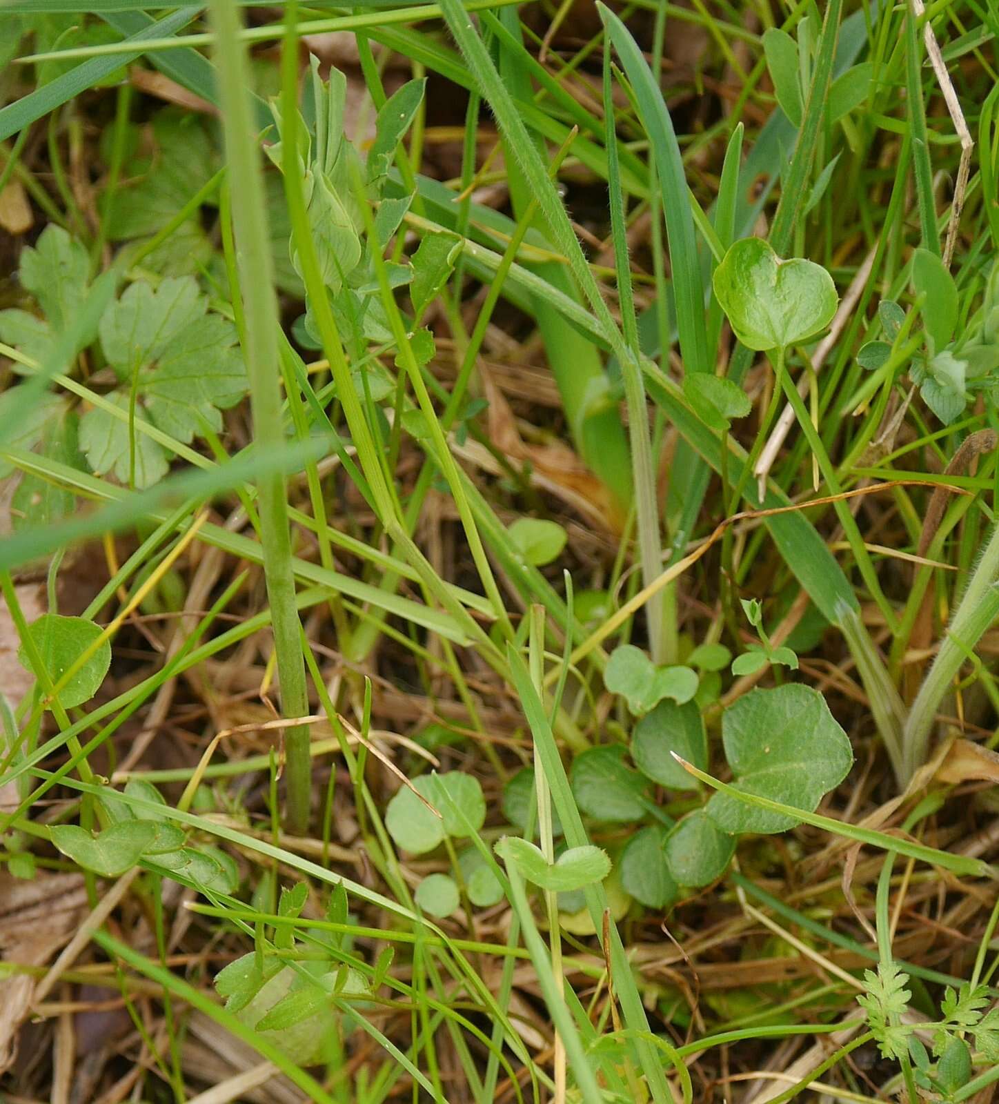 Image of cuckoo flower