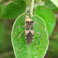 صورة Hypselonotus punctiventris Stål 1862