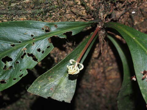 صورة Peperomia pernambucensis Miq.