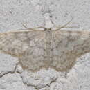 Image de Idaea alyssumata Millière 1873