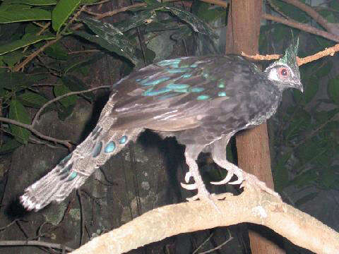 Image of Napoleon's Peacock-pheasant