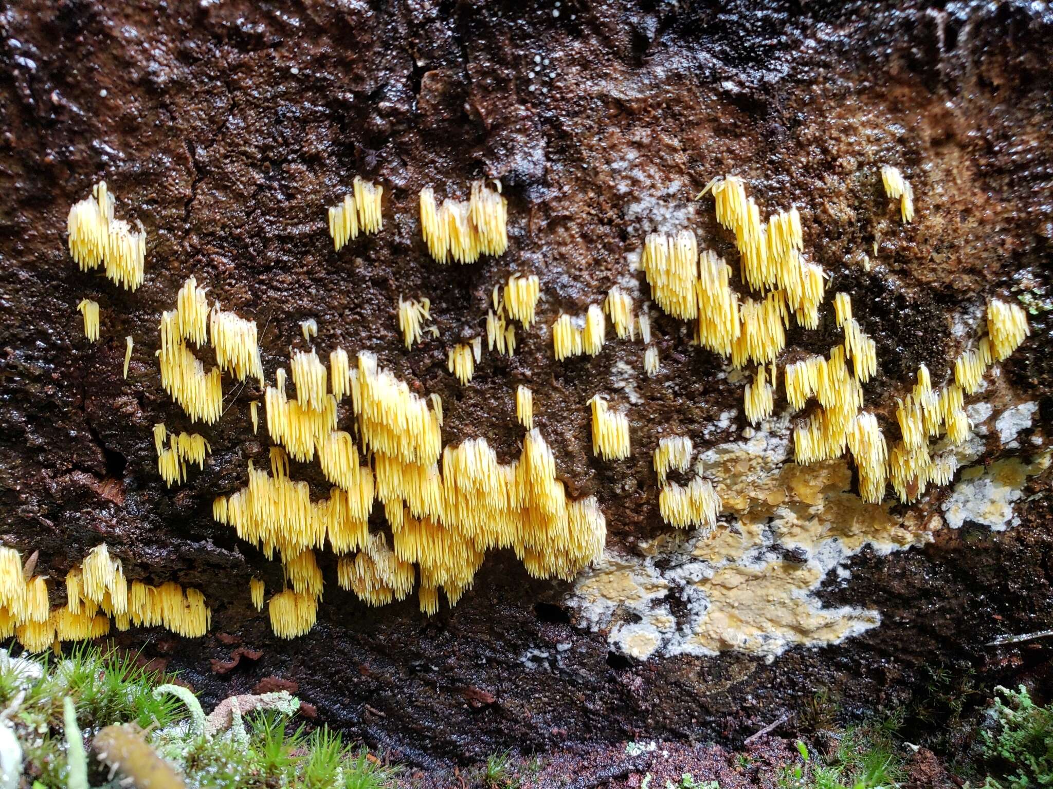 Image de Mucronella flava Corner 1953