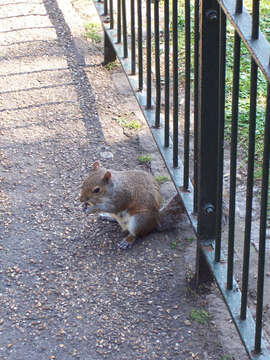 Image of Sciurus subgen. Sciurus Linnaeus 1758