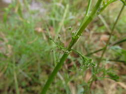 Image of <i>Cyclospermum <i>leptophyllum</i></i> var. leptophyllum