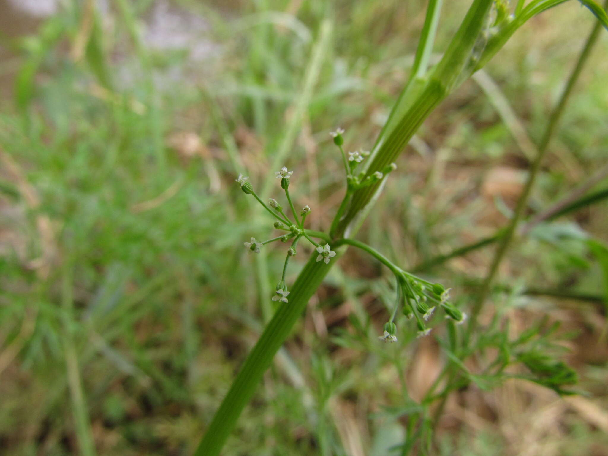 Image of <i>Cyclospermum <i>leptophyllum</i></i> var. leptophyllum