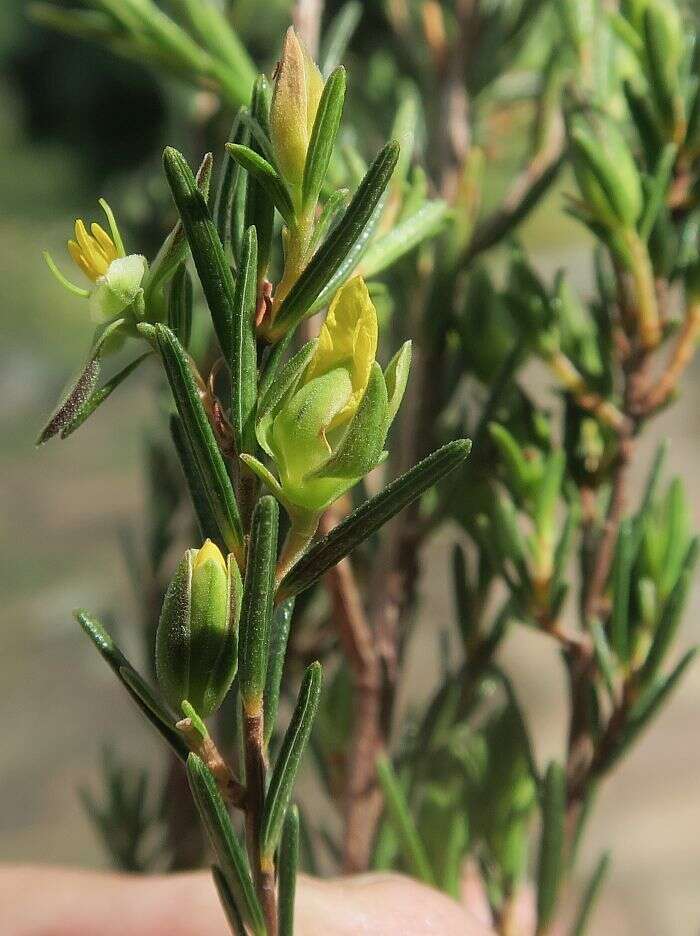 Hibbertia stricta subsp. stricta resmi