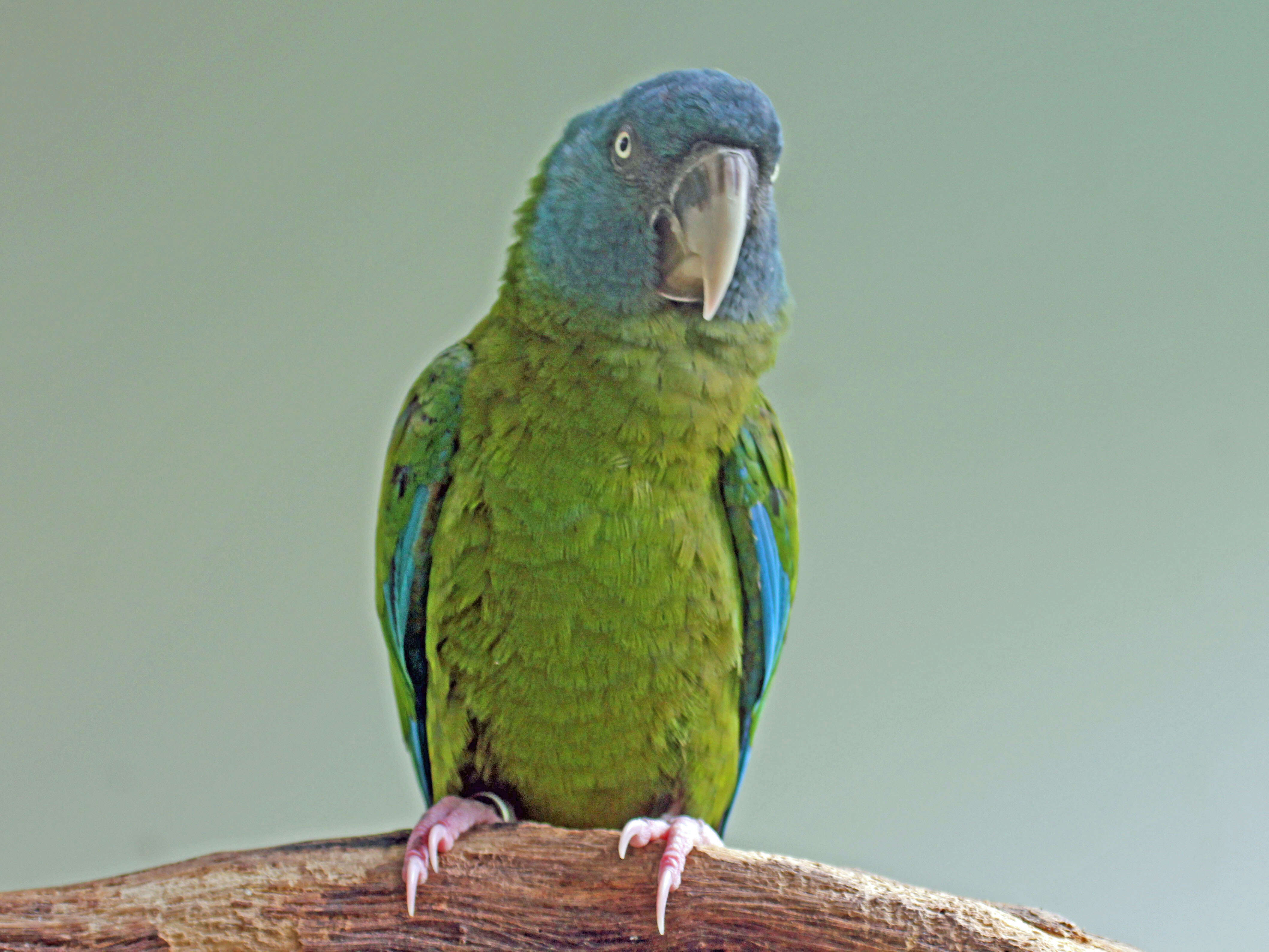 Image of Blue-headed Macaw