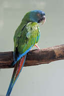 Image of Blue-headed Macaw