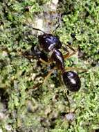 Imagem de Camponotus melanoticus Emery 1894