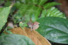 Image de Pristimantis urichi (Boettger ex Mole & Urich 1894)