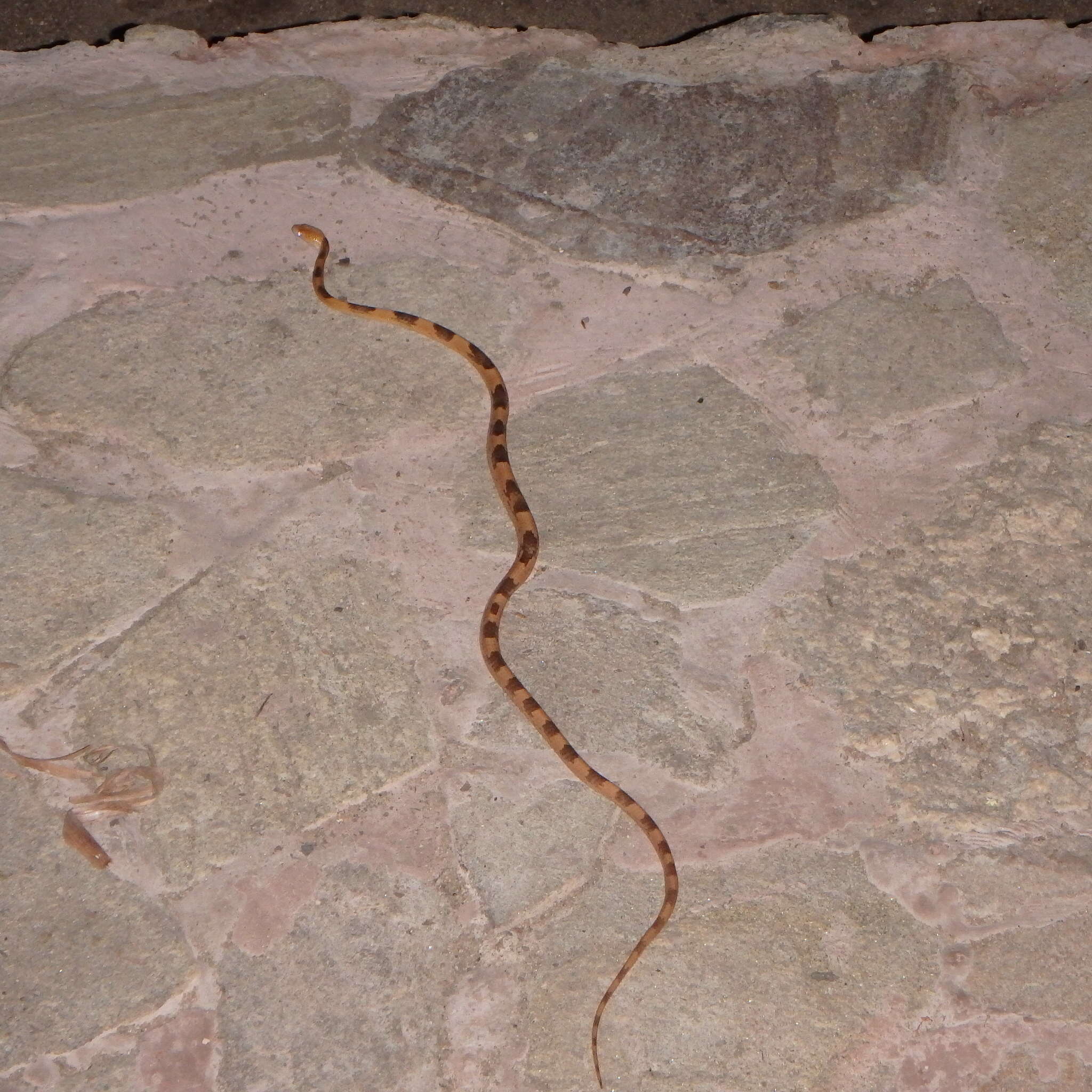 Image of Common Tiger Snake