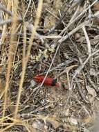 Image of Bloody Net-winged Beetle