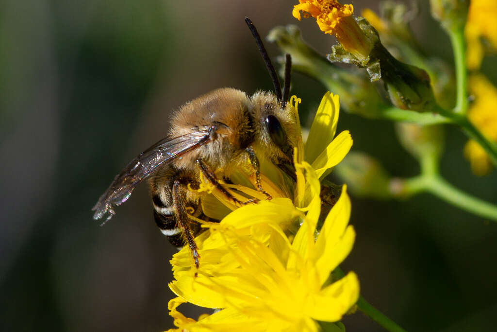 Image of Colletes dimidiatus Brullé 1840