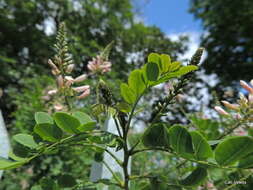 Plancia ëd <i>Indigofera jucunda</i>