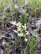 Слика од Stackhousia subterranea W. R. Barker