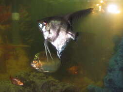 Image of freshwater angelfish