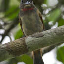 Image of Pink-throated Becard