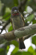 Image of Pink-throated Becard