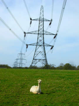 Image of Alpaca