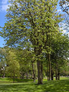 Image of Large-leaved Lime