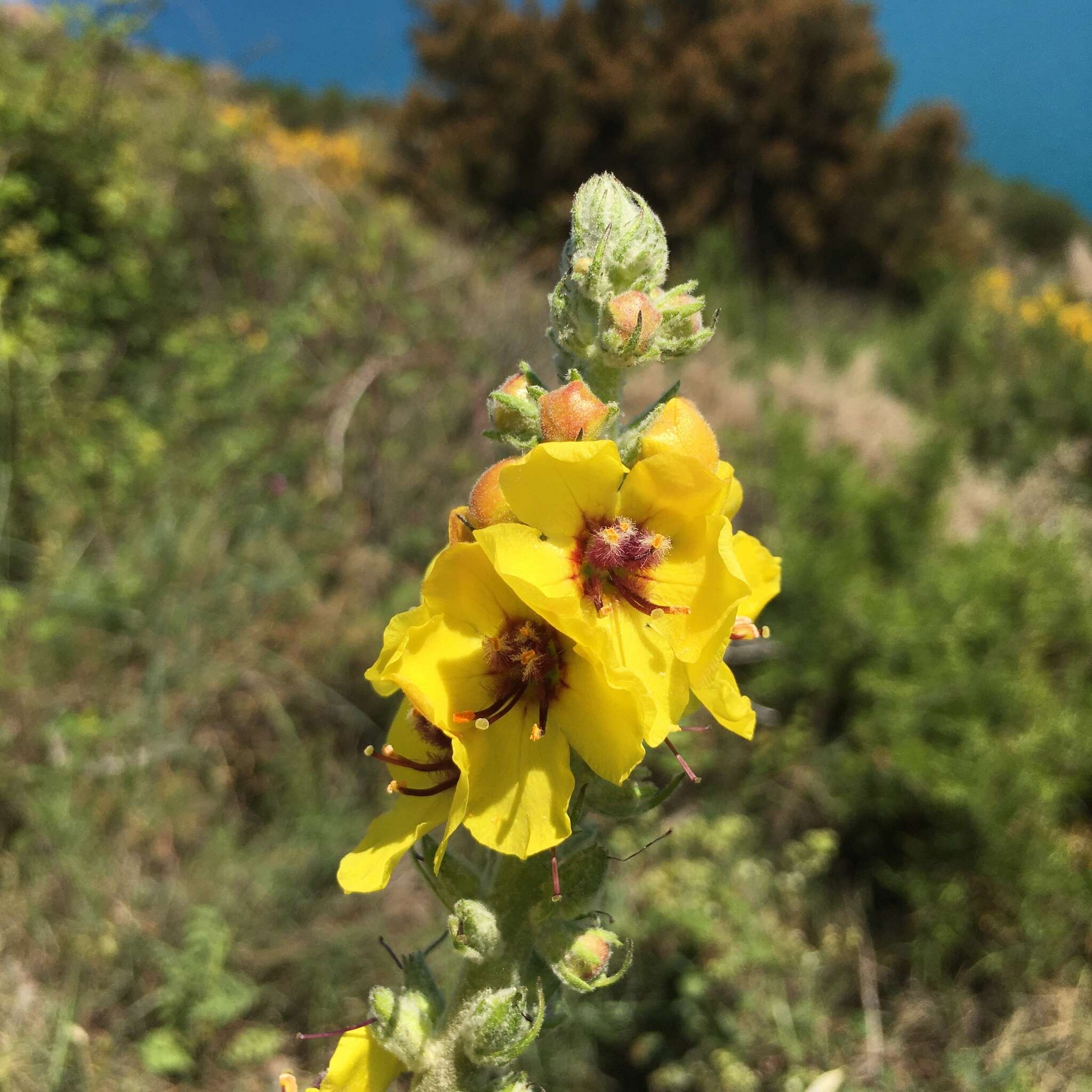 Image of Verbascum boerhavii L.