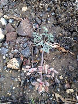 Image of desert biscuitroot