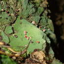 Image of Baeomyces heteromorphus Nyl. ex C. Bab. & Mitt.