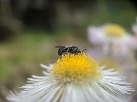 Image de Stelis coarctatus Crawford 1916