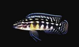 Image of Julidochromis marlieri Poll 1956