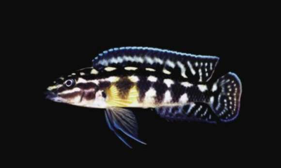 Imagem de Julidochromis marlieri Poll 1956