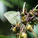 Image of Straight-lined Sulphur