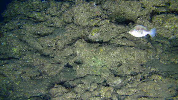 Image of Canthigaster inframacula Allen & Randall 1977