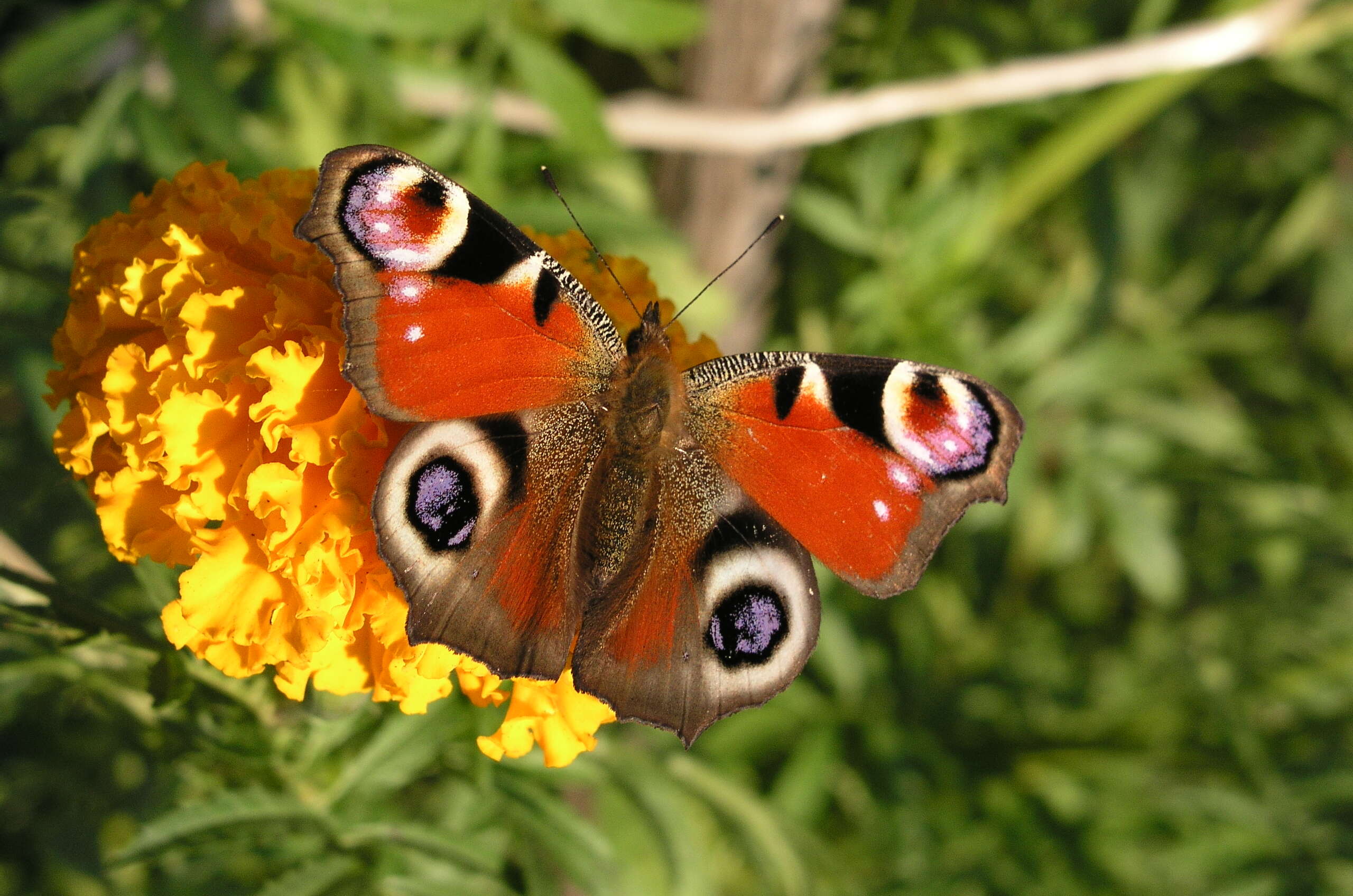 Image of Aglais io