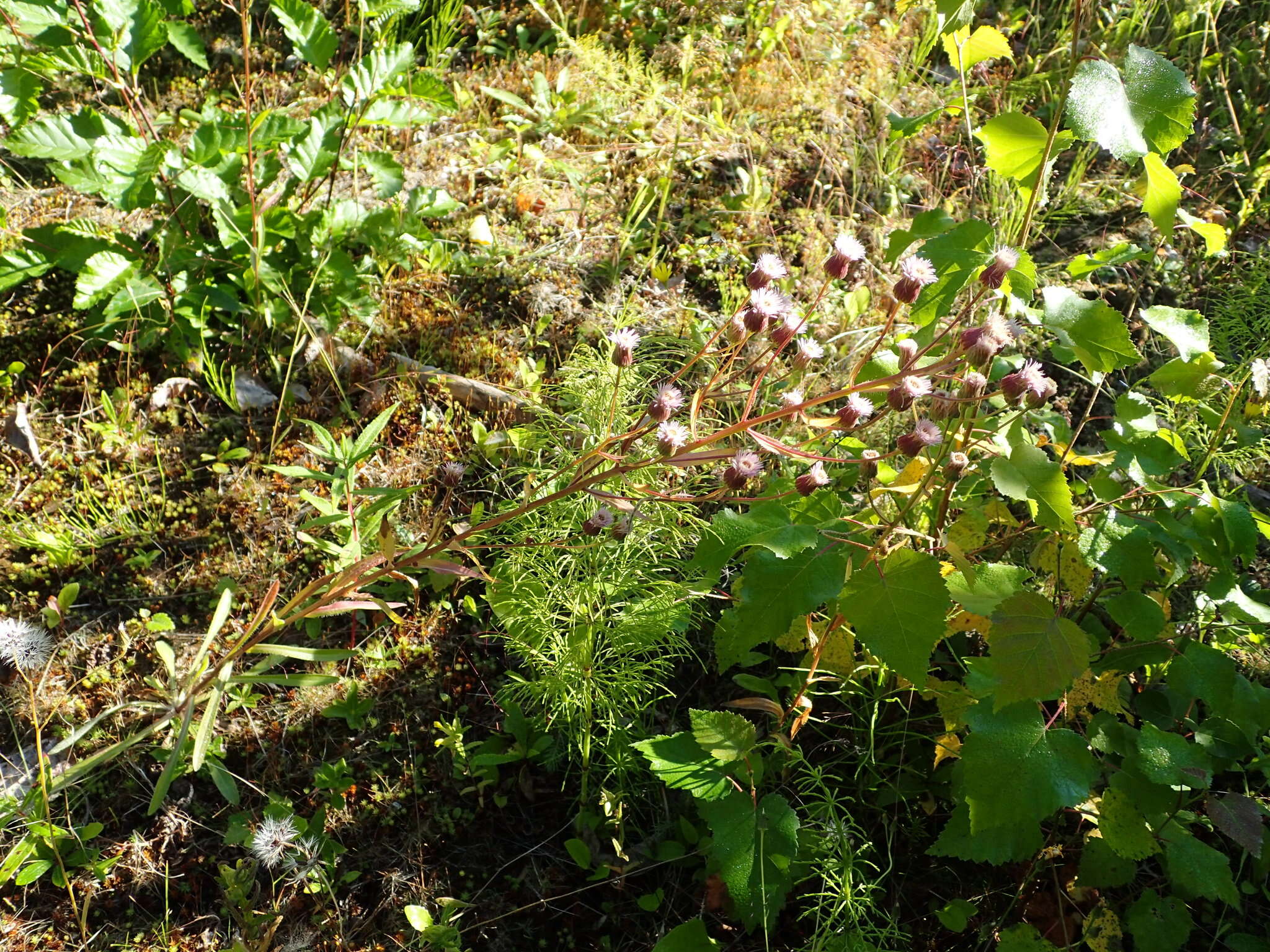 Plancia ëd Erigeron acris L.