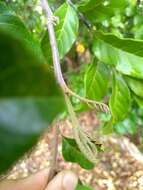 Image of Cupania emarginata Cambess.