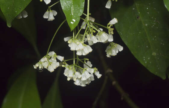 Eumachia frutescens (C. T. White) Barrabé, C. M. Taylor & Razafim. resmi