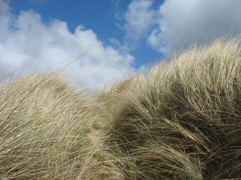 Image of European beachgrass