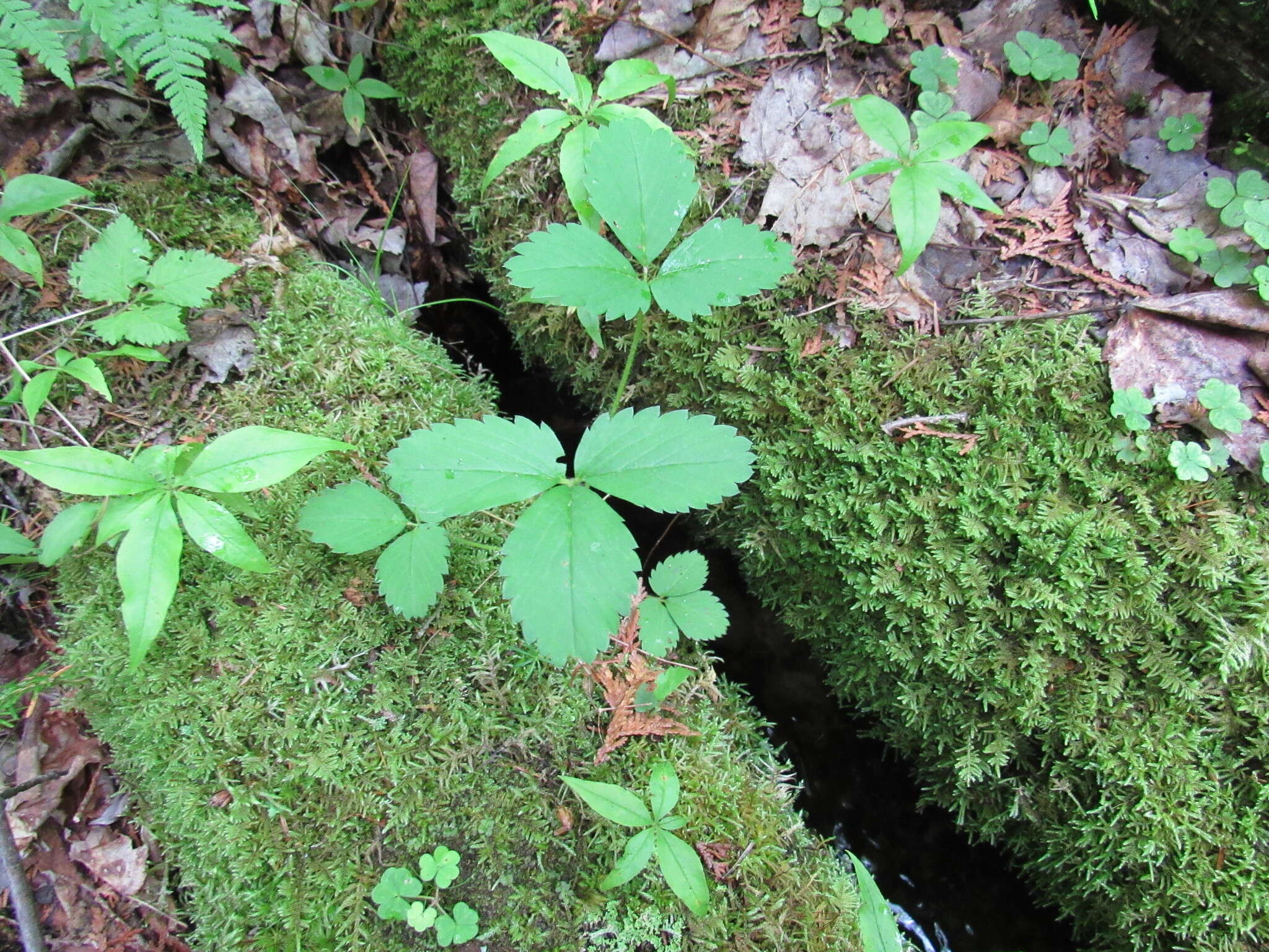 Слика од Fragaria virginiana subsp. virginiana