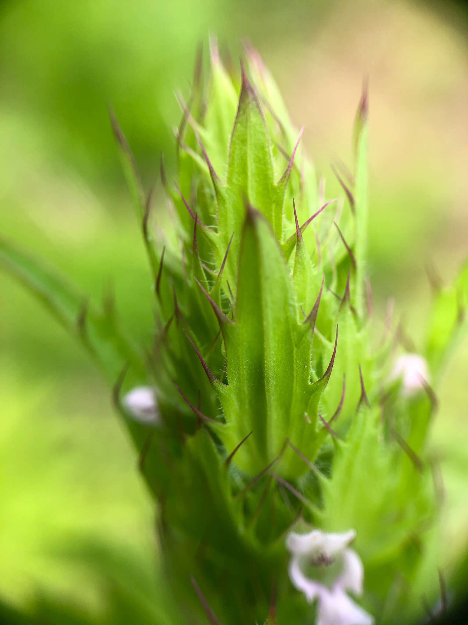 Image de dracocéphale à petite fleur