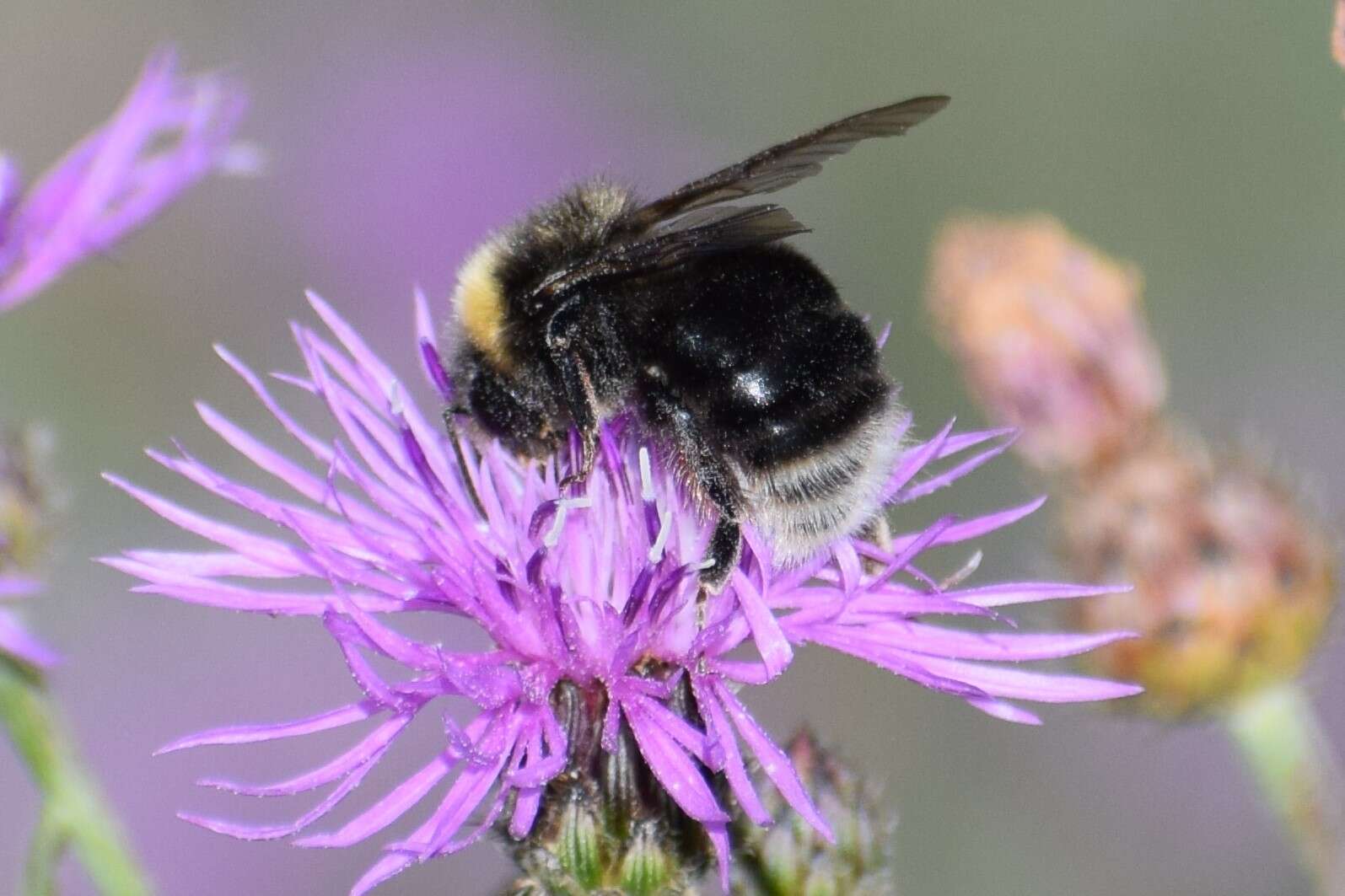 Слика од Bombus occidentalis occidentalis Greene 1858