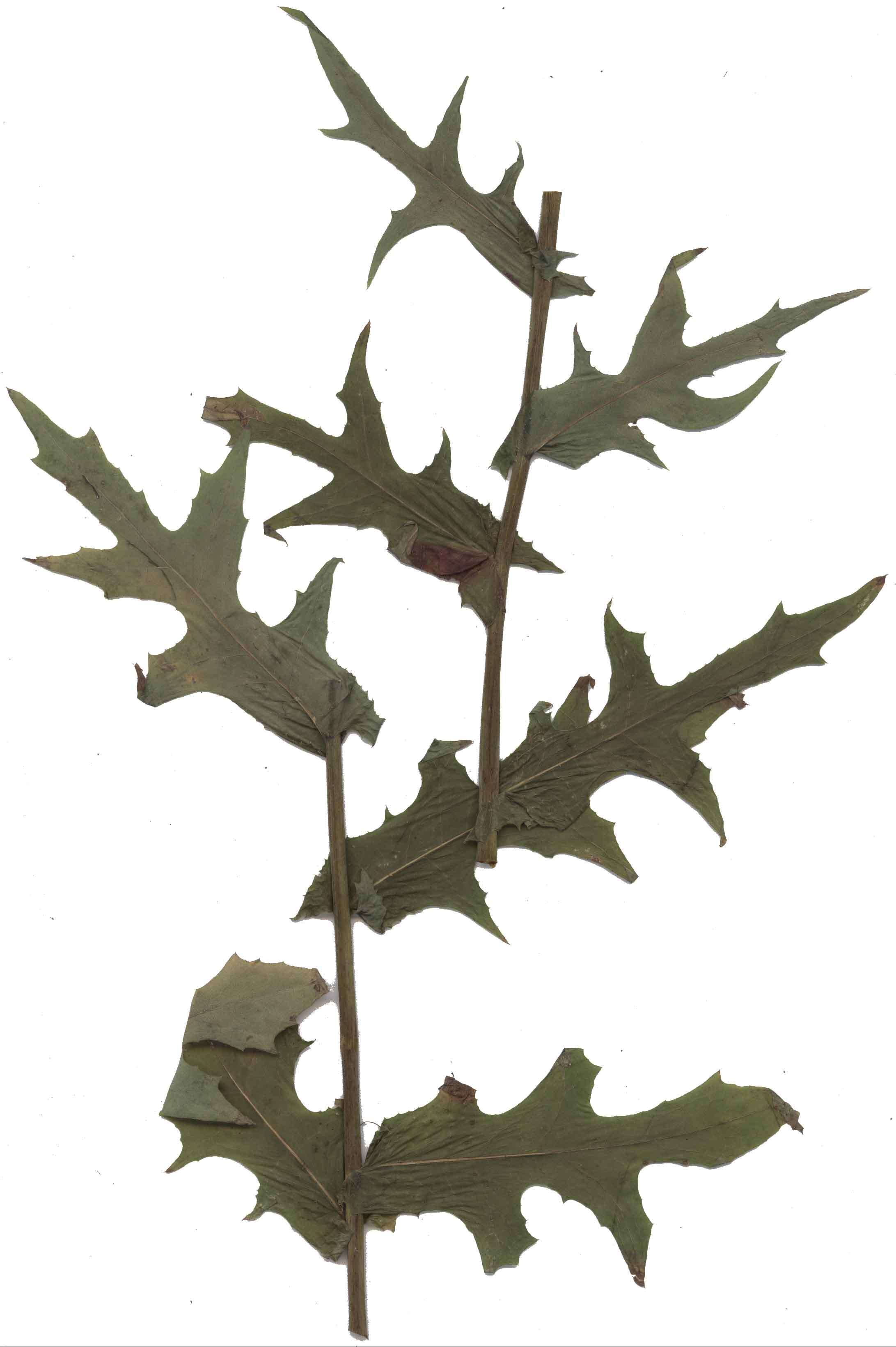 Image of Lactuca quercina L.