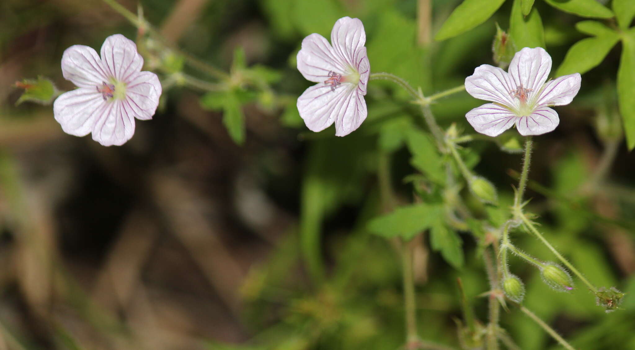 Sivun Geranium flanaganii Schltr. ex R. Knuth kuva